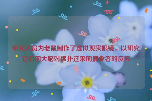 研究人员为老鼠制作了虚拟现实眼镜，以研究它们的大脑对猛扑过来的捕食者的反应